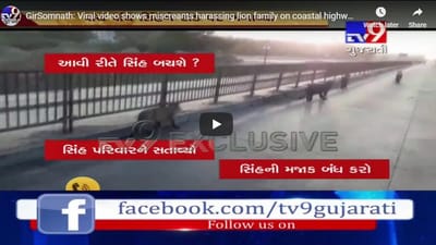 ગીરસોમનાથમાં સિંહોની સતામણીનો વધુ એક પુરાવો, એક કે બે નહીં 5 સિંહો પાછળ કાર દોડાવી ઉડાવ્યો સિંહોનો મજાક, જુઓ  VIDEO