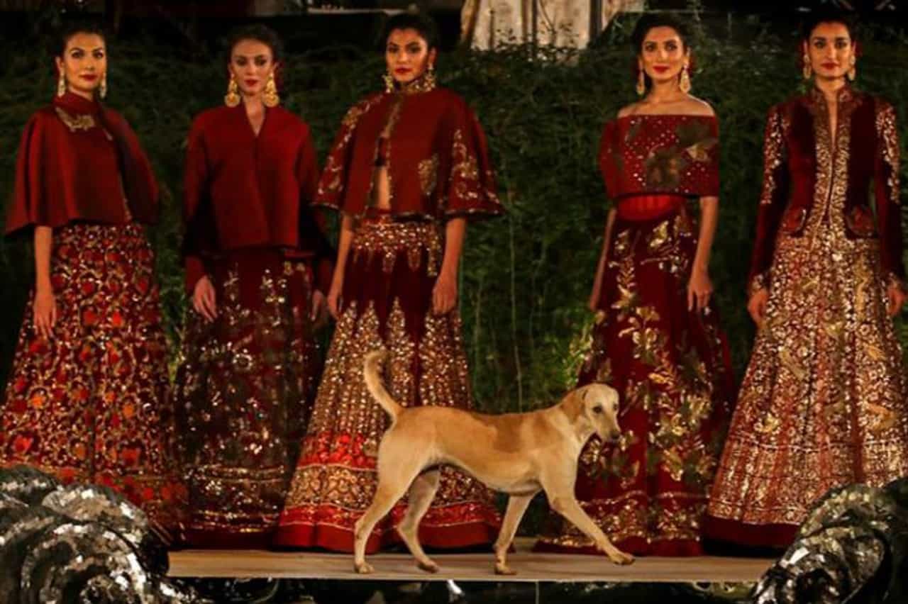 મુંબઈમાં એક વિશ્વવિખ્યાત ફેશન શોમાં મોડેલની સાથે અચાનક રૅમ્પ વૉક કરવા લાગ્યો સડકછાપ કૂતરો, VIDEO જુઓ અને થોડા હસી લો