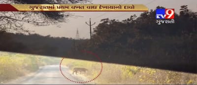 ડિસ્કવરી ચેનલમાં જોવા મળતો વાઘ દેખાયો ગુજરાતમાં, 27 વર્ષ બાદ જંગલમાંથી બહાર આવ્યો વાઘ, મહિસાગરના રસ્તા પર દેખાયો, VIDEO