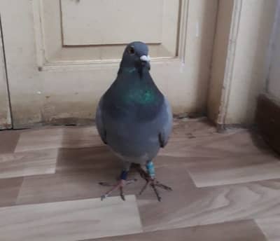 શાંતિદૂત કબૂતર શા માટે બન્યું કચ્છની સરહદ પર સુરક્ષા જવાનો માટે માથાનો દુ:ખાવો ?