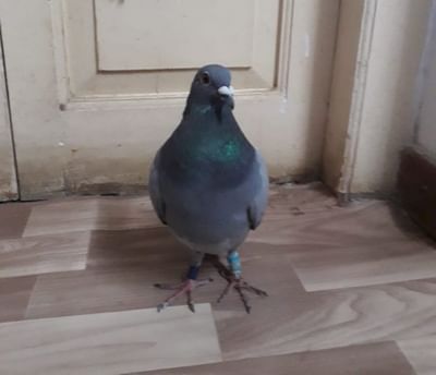 શાંતિદૂત કબૂતર શા માટે બન્યું કચ્છની સરહદ પર સુરક્ષા જવાનો માટે માથાનો દુ:ખાવો ?