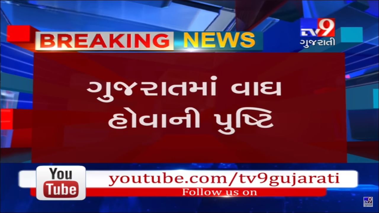 જે વાઘને શોધવા ગુજરાત વનવિભાગની 100 લોકોની ટીમ આકાશ પાતાળ એક કરી રહી છે તે વાઘ થયો કેમેરામાં કેદ, જુઓ વીડિયો