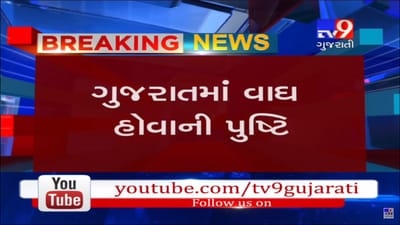 જે વાઘને શોધવા ગુજરાત વનવિભાગની 100 લોકોની ટીમ આકાશ પાતાળ એક કરી રહી છે તે વાઘ થયો કેમેરામાં કેદ, જુઓ વીડિયો