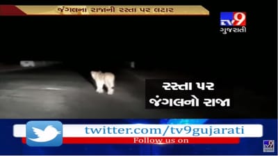 Video: મોડી રાત્રે જંગલનો રાજા રસ્તા પર આવી પહોંચ્યો, પછી જે થયું તે તમે જોતાં જ રહી જશો