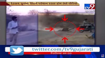 જુઓ VIDEO: સિંહને કનડગત કરતો વીડિયો થયો વાયરલ