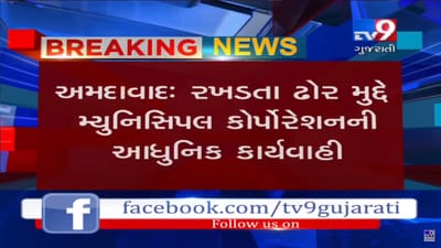 અમદાવાદમાં AMCની આધુનિક કામગીરી, રખડતા પશુઓમાં માઈક્રોચીપ ઈન્જેક્ટ કરવામાં આવી