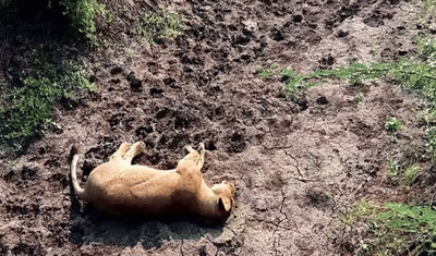 અમરેલીમાં સિંહબાળનું કુદરતી મોત નથી, પોસ્ટ મોર્ટમ રિપોર્ટમાં ખબર પડી કે પંજાના કોઈ નખ ઉખાડી ગયું