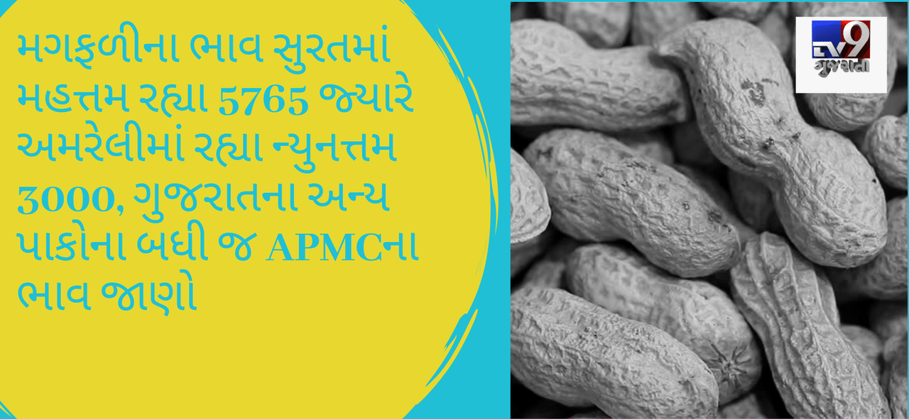 મગફળીના ભાવ સુરતમાં મહત્તમ રહ્યા 5765 જ્યારે અમરેલીમાં રહ્યા ન્યુનત્તમ 3000, ગુજરાતના અન્ય પાકોના બધી જ APMCના ભાવ જાણો