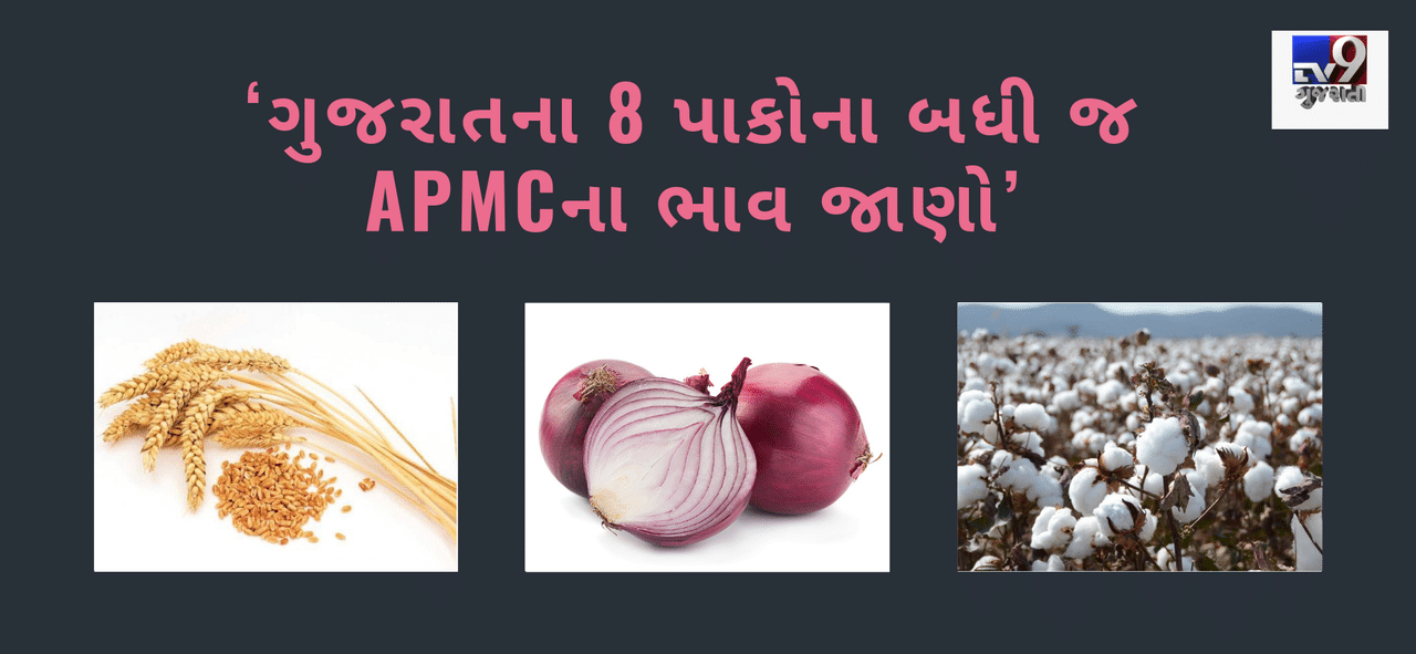 ‘ગુજરાતના 8 પાકોના બધી જ APMCના ભાવ જાણો’