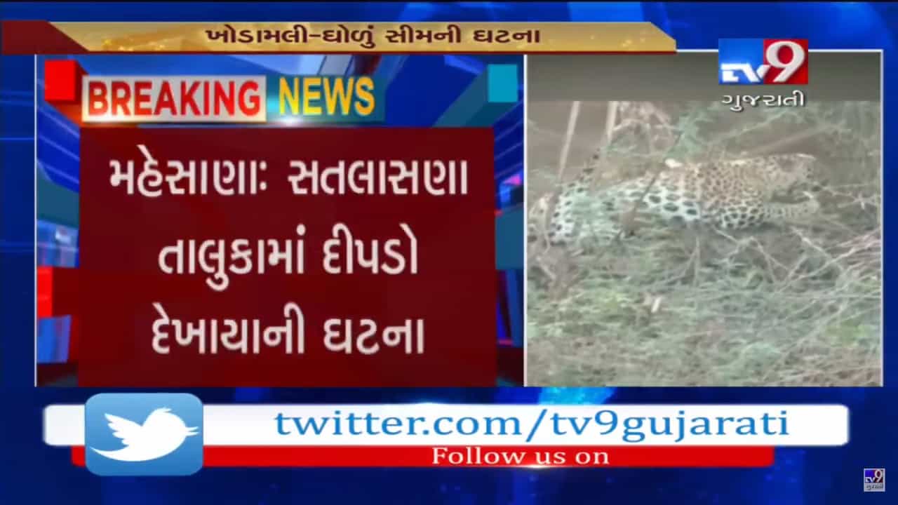 જુઓ VIDEO: મહેસાણાનાં સતલાસણા તાલુકામાં દેખાયો દીપડો