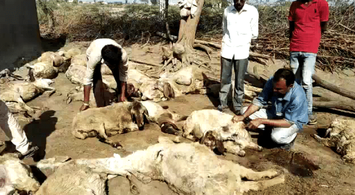 ગુજરાતના આ શહેરમાં રાત્રીના સમયે પશુઓના વાડામાં ઘૂસીને દીપડાએ એક જ રાતમાં 47 ઘેટાંને ફાડી ખાધા, દીપડાને પાંજરે પુરવા વન વિભાગ સક્રિય
