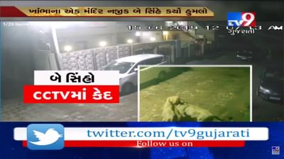 અમરેલીના ખાંભા ગામના રહેણાંક વિસ્તારમાં બે સિંહોએ કર્યું મારણ, સમગ્ર ઘટના CCTVમાં કેદ, જુઓ આ VIDEO
