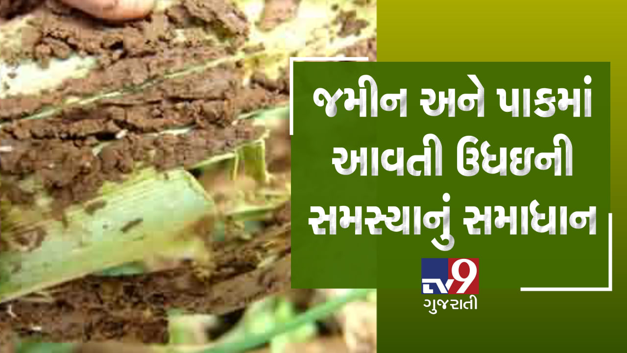 Video: જમીન અને પાકમાં આવતી ઉધઇની સમસ્યાનું સમાધાન