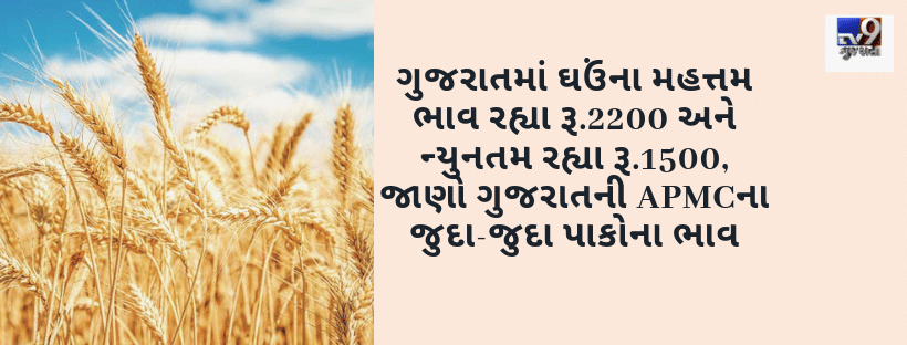 ગુજરાતમાં ઘઉંના મહત્તમ ભાવ રહ્યા રૂ.2200 અને ન્યુનતમ રૂ.1500, જાણો ગુજરાતની APMCના જુદા-જુદા પાકોના ભાવ