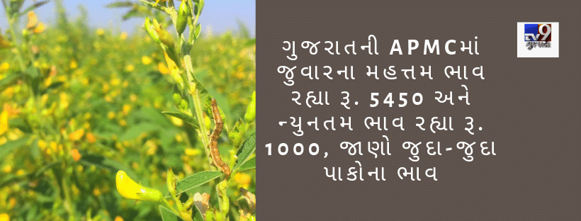ગુજરાતની APMCમાં જુવારના મહત્તમ ભાવ રહ્યા 5450 અને ન્યુનતમ ભાવ રહ્યા 1000, જાણો જુદા-જુદા પાકોના ભાવ