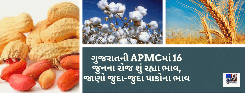 ગુજરાતની APMCમાં 16 જુનના રોજ શું રહ્યા ભાવ, જાણો જુદા-જુદા પાકોના ભાવ