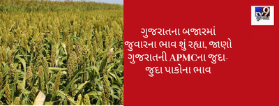 ગુજરાતના બજારમાં જુવારના ભાવ શું રહ્યા, જાણો ગુજરાતની APMCના જુદા-જુદા પાકોના ભાવ