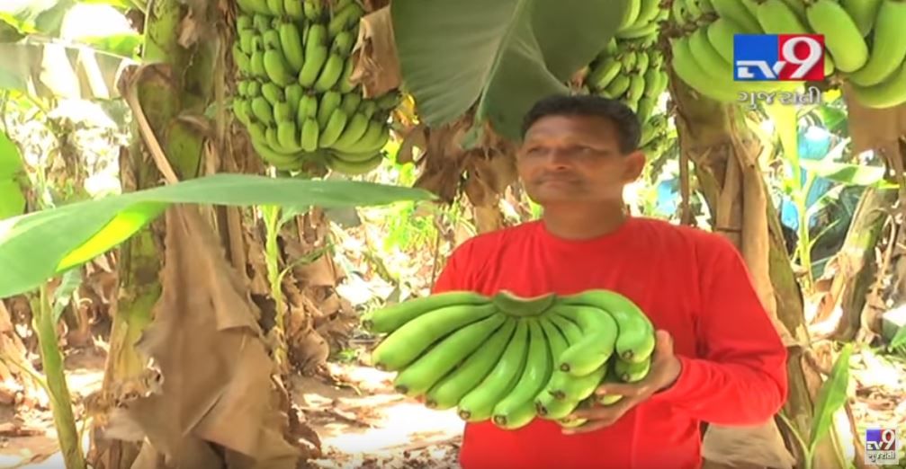 આણંદના ખેડૂતે કેળાની ખેતીમાં કરી કમાલ અને મેળવી લાખોની આવક, જુઓ આ Video