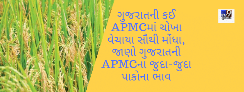 ગુજરાતની કઈ APMCમાં ચોખા વેચાયા સૌથી મોંધા, જાણો ગુજરાતની APMCના જુદા-જુદા પાકોના ભાવ