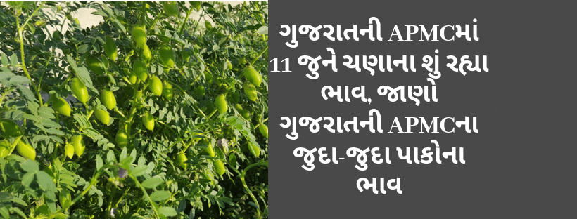 ગુજરાતની APMCમાં 11 જુને ચણાના શું રહ્યા ભાવ, જાણો ગુજરાતની APMCના જુદા-જુદા પાકોના ભાવ