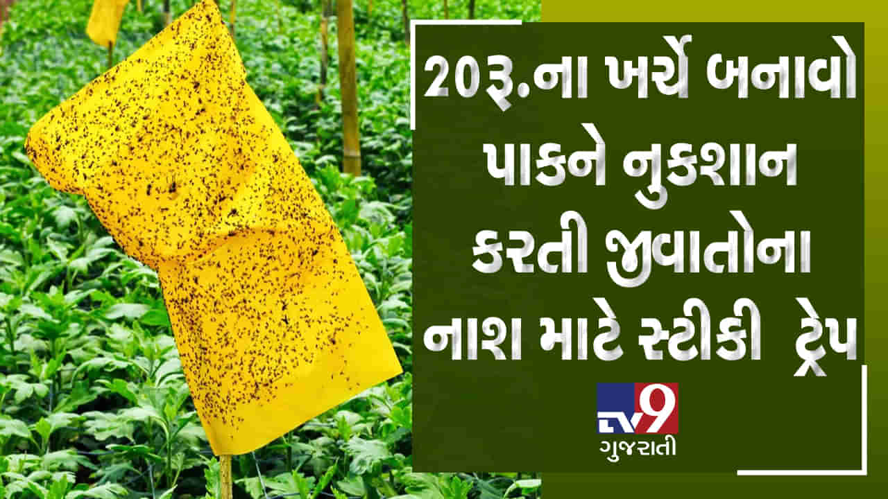 10 મિનિટમાં 20રૂ.ના ખર્ચે 5 સરળ સ્ટેપમાં બનાવો પાકને નુકશાન કરતી જીવાતોના નાશ માટે 100% અસરકારક સ્ટીકી ટ્રેપ