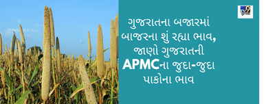 ગુજરાતના બજારમાં બાજરાના શું રહ્યા ભાવ, જાણો ગુજરાતની APMCના જુદા-જુદા પાકોના ભાવ