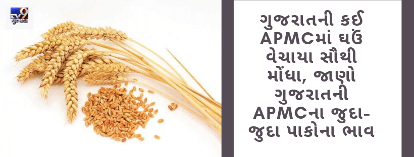 ગુજરાતની કઈ APMCમાં ઘઉં વેચાયા સૌથી મોંધા, જાણો ગુજરાતની APMCના જુદા-જુદા પાકોના ભાવ