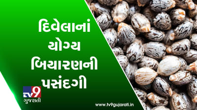 Video: દિવેલાનાં યોગ્ય બિયારણની પસંદગી