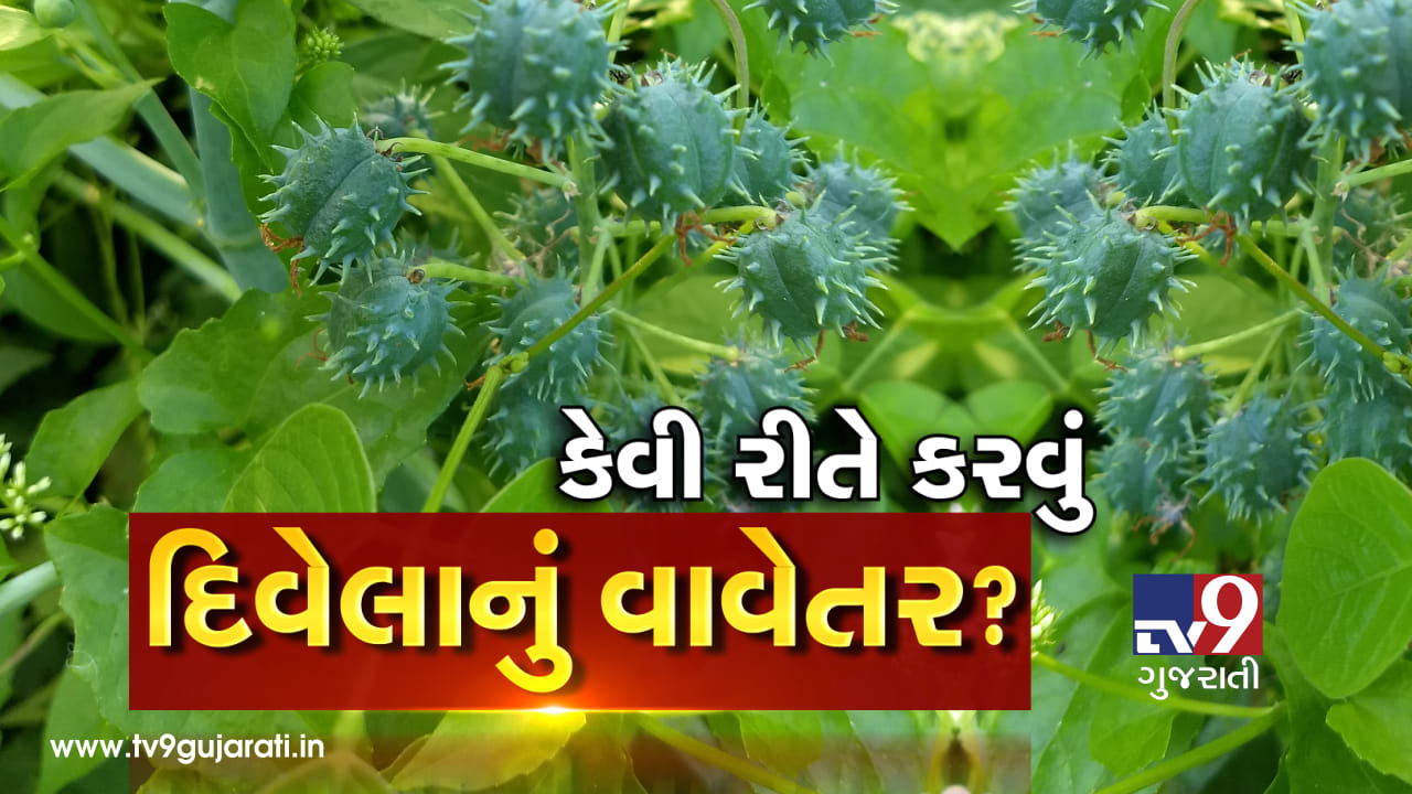 Video કેવી રીતે કરવું દિવેલાનું વાવેતર? Gujarati News How to do castor divela planting