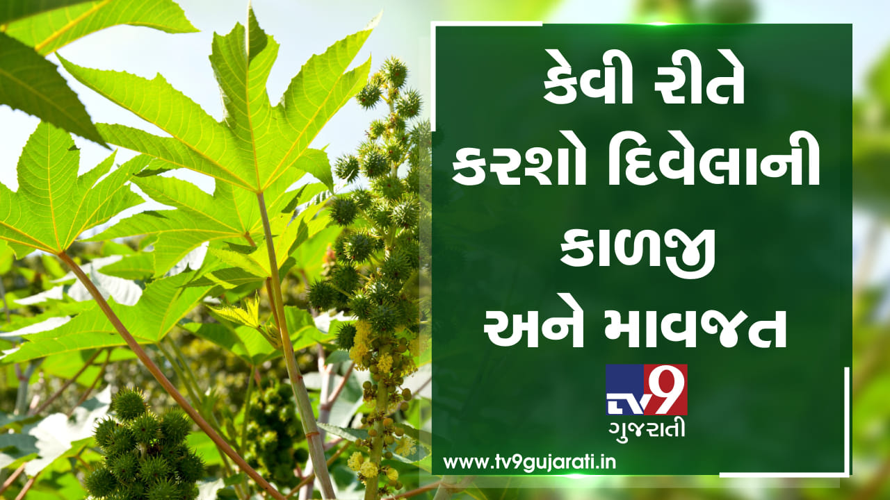 Video કેવી રીતે કરશો દિવેલાની કાળજી અને માવજત Gujarati News Does and donts for castor