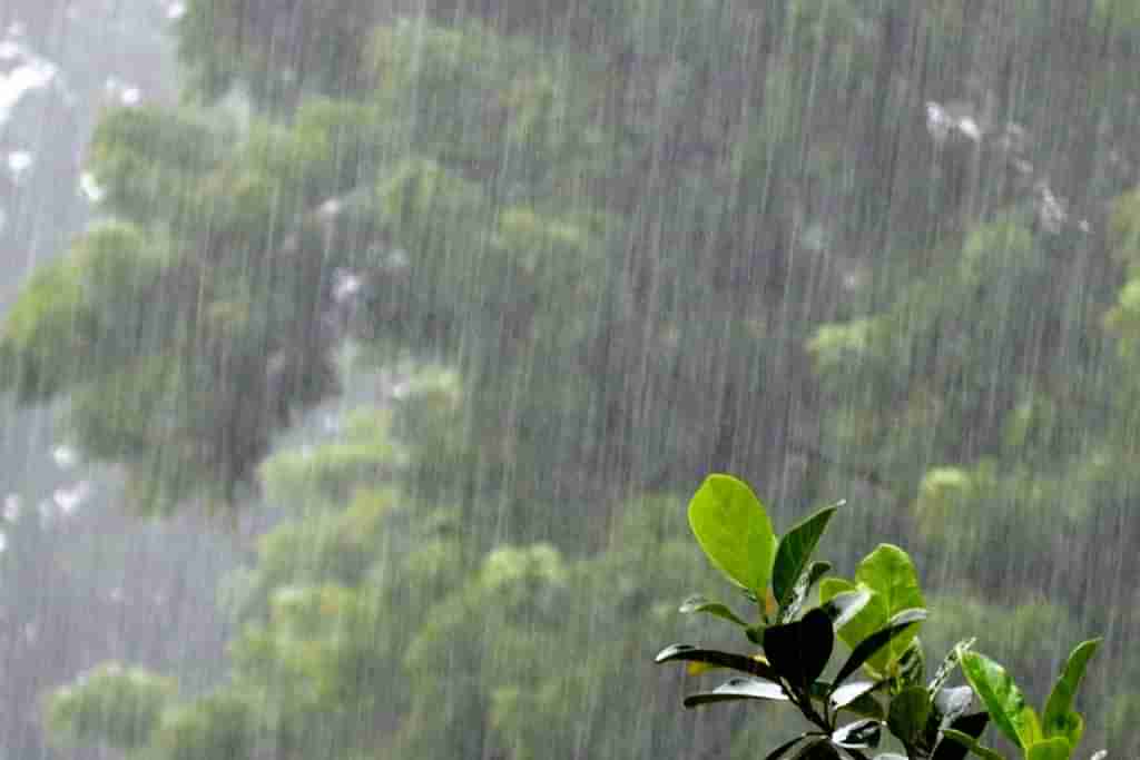 VIDEO: ભાવનગર જિલ્લામાં સારો વરસાદ, ખેડૂતોએ વ્યક્ત કરી આનંદની લાગણી