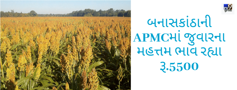 બનાસકાંઠાની APMCમાં જુવારના મહત્તમ ભાવ રહ્યા રૂ.5500, જાણો ગુજરાતની APMCના જુદા-જુદા પાકોના ભાવ