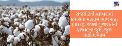 રાજકોટની APMCમાં કપાસના મહત્તમ ભાવ રહ્યા રૂ.6115, જાણો ગુજરાતની APMCના જુદા-જુદા પાકોના ભાવ