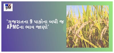 ગુજરાતના 9 પાકોના બધી જ APMCના ભાવ જાણો