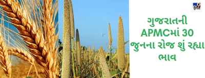 ગુજરાતની APMCમાં 30 જુનના રોજ શું રહ્યા ભાવ, જાણો જુદા-જુદા પાકોના ભાવ