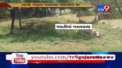 રાજકોટ ઝૂમાં રમત રમતા 4 સફેદ બાળવાઘનો VIDEO થયો વાયરલ