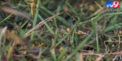 ગુજરાતના આ જિલ્લામાં તીડનું આગમન, ખેડૂતો મુકાયા ચિંતામાં