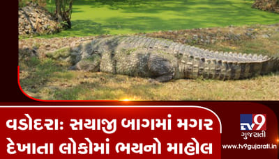 VIDEO: વડોદરાના સયાજી બાગમાં મગર દેખાતા લોકોમાં ભયનો માહોલ, વનવિભાગની ભારે જહેમત બાદ મગર પકડાયો