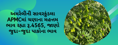 અમરેલીની સાવરકુંડલા APMCમાં ચણાના મહત્તમ ભાવ રહ્યા રૂ.4565, જાણો જુદા-જુદા પાકોના ભાવ