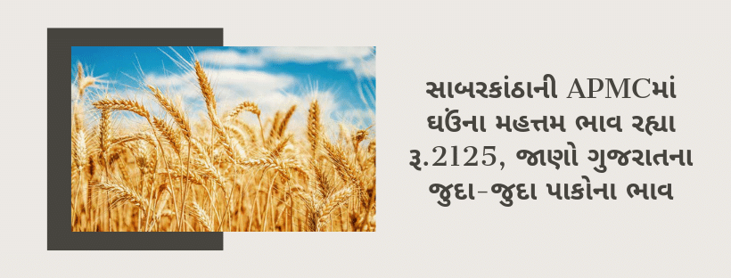 સાબરકાંઠાની APMCમાં ઘઉંના મહત્તમ ભાવ રહ્યા રૂ.2125, જાણો ગુજરાતના જુદા-જુદા પાકોના ભાવ
