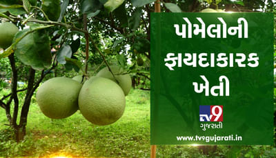 પોમેલોની ફાયદાકારક ખેતી, જુઓ VIDEO