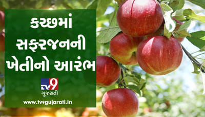 ખેડૂતો માટે ખુશ ખબર! કચ્છમાં થયો સફરજનની ખેતીનો આરંભ, જુઓ VIDEO