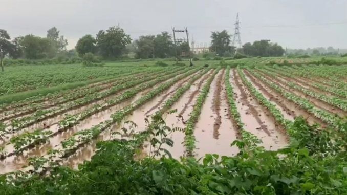 લીલો દુકાળ: ભારે વરસાદના લીધે કેવી છે ખેડૂતોની પરિસ્થિતિ, જુઓ VIDEO
