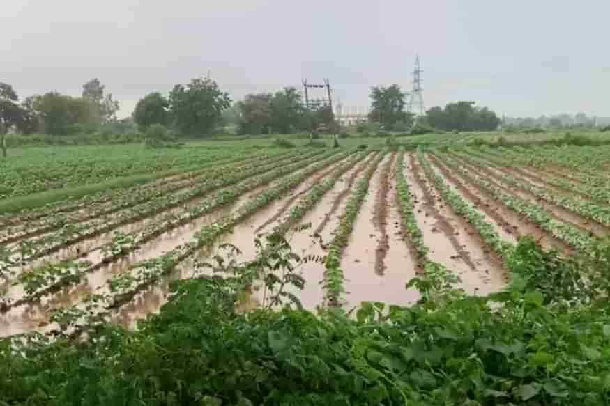 લીલો દુકાળ: ભારે વરસાદના લીધે કેવી છે ખેડૂતોની પરિસ્થિતિ, જુઓ VIDEO