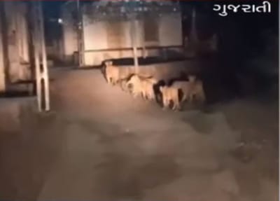 ગ્રામ્ય વિસ્તારોમાં સિંહોની લટાર! વીડિયો સોશિયલ મીડિયામાં વાયરલ, જુઓ VIDEO