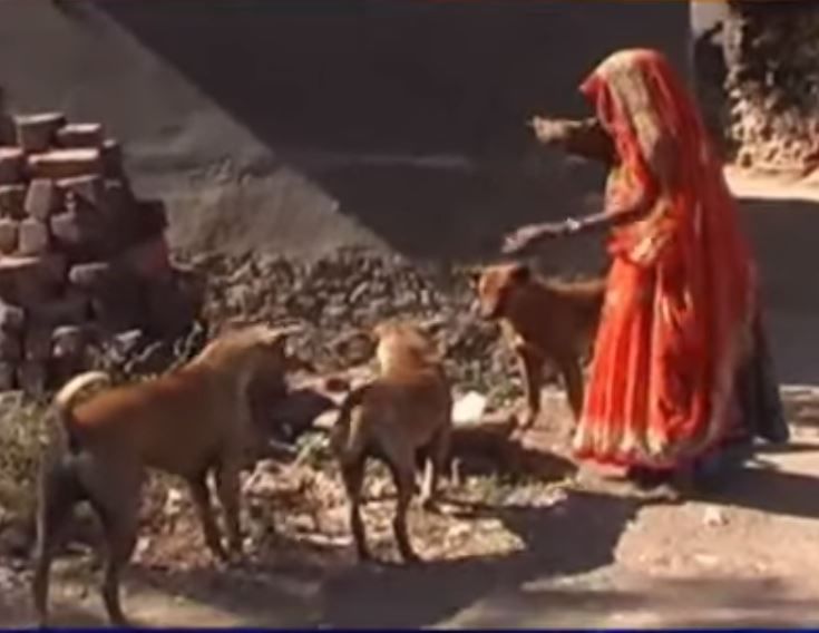 પાટણના એક ગામમાં અનોખી પરંપરા! શ્વાનોને પીરસવામાં આવે છે ગરમ ભોજન, જુઓ VIDEO