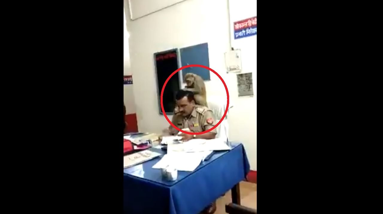 પોલીસ અધિકારીએ વાંદરા પાસે કરાવી સેવા, આવો વીડિયો તમે નહીં જોયો હોય!