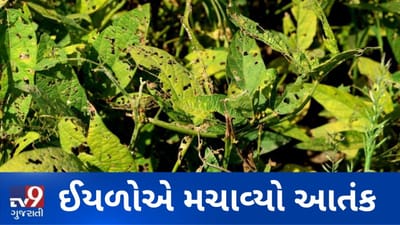 ઈયળોએ મચાવ્યો આતંક: એકાએક ઈયળોનો ઉપદ્રવ વધી જતા એરંડાનો તમામ પાક નાશ પામ્યો, જુઓ VIDEO
