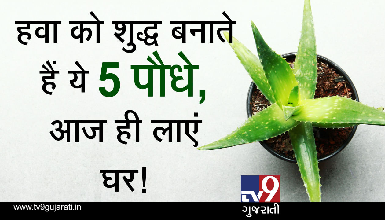 આ 5 છોડ હવાને બનાવે છે શુદ્ધ, આજે જ ઘરે લાવો! જુઓ VIDEO