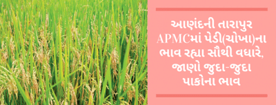 આણંદની તારાપુર APMCમાં પેડી(ચોખા)ના ભાવ રહ્યા સૌથી વધારે, જાણો જુદા-જુદા પાકોના ભાવ